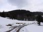 sova lesná (obyčajná) (7.3.2023)
