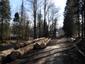 sova lesná (obyčajná) (20.4.2023)