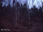 sova lesná (obyčajná) (4.3.2023)