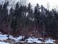 sova lesná (obyčajná) (20.3.2023)