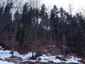 sova lesná (obyčajná) (12.4.2023)