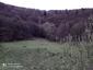 sova lesná (obyčajná) (12.4.2023)