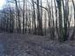 sova lesná (obyčajná) (2.3.2023)