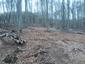sova lesná (obyčajná) (16.3.2023)