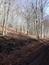 sova lesná (obyčajná) (31.3.2023)