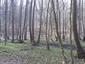 sova lesná (obyčajná) (31.3.2023)