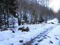 sova dlhochvostá (29.4.2023)