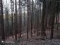 sova lesná (obyčajná) (22.3.2023)