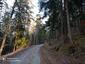 sova lesná (obyčajná) (13.4.2023)