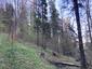 sova lesná (obyčajná) (12.4.2023)