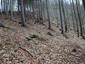 sova lesná (obyčajná) (5.5.2023)