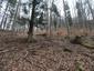 sova lesná (obyčajná) (28.4.2023)