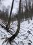 sova dlhochvostá (5.3.2023)
