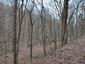 sova lesná (obyčajná) (27.4.2023)