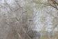 brehár čiernochvostý (25.7.2023)
