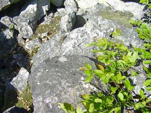 Podarcis muralis