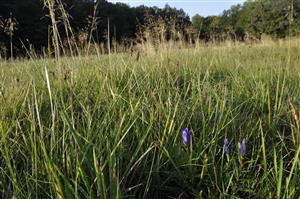 Gentiana pneumonanthe. Porastu dominuje Deschampsia cespitosa