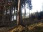 sova lesná (obyčajná) (17.3.2023)