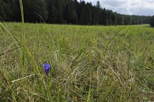 Gentiana pneumonanthe. V poraste veľa Calamagrostis epigejos.