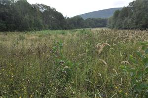 Celkový pohľad, Serraula tinctoria, veľa Calamagrostis epigejos a výmladkov, najmä jelše