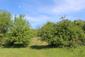 Vrana popolavá (5.5.2023)