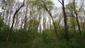 sova lesná (obyčajná) (27.4.2023)