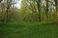 sova lesná (obyčajná) (27.4.2023)