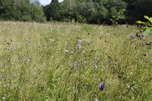 Succisa pratensis. Porast s dominanciou Deschampsia cespitosa, Agrostis capillaris, Holcus lanatus a Festuca pratensis.