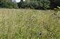 Succisa pratensis. Porast s dominanciou Deschampsia cespitosa, Agrostis capillaris, Holcus lanatus a Festuca pratensis.
