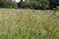 Succisa pratensis. Porast s dominanciou Deschampsia cespitosa, Agrostis capillaris, Holcus lanatus a Festuca pratensis.