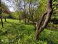 Vrana popolavá (12.5.2023)