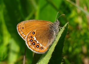 Coenonympha hero
