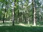 Vrana popolavá (25.5.2023)