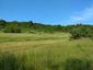 Vrana popolavá (22.5.2023)
