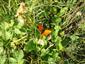 Lycaena dispar