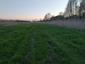 bučiačik močiarny (30.4.2023)