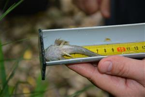 Cottus poecilopus