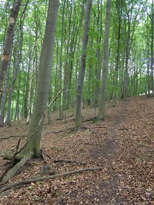 bukový les - typický biotop severne orientovaných svahov v TML (TMP2)
