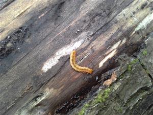 Cucujus cinnaberinus - larva