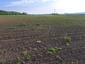 Kukučka obyčajná (jarabá) (23.5.2023)