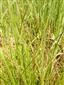 Carex pulicaris.