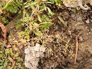 Lindernia procumbens - odkvitnutá.