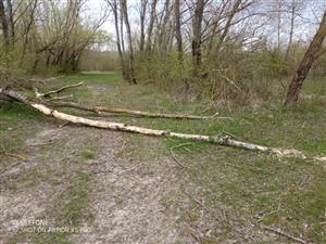 Stopy po činnosti bobra