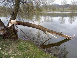 Stopy po činnosti bobra