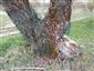 Oplotenie stromu proti okusu bobrom