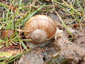 Helix pomatia - jedinec