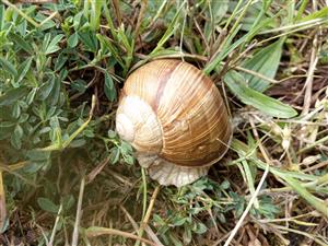Helix pomatia - jedinec