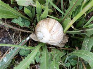 Helix pomatia - jedinec