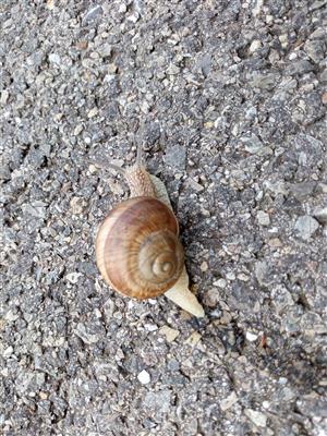 Helix pomatia - jedinec