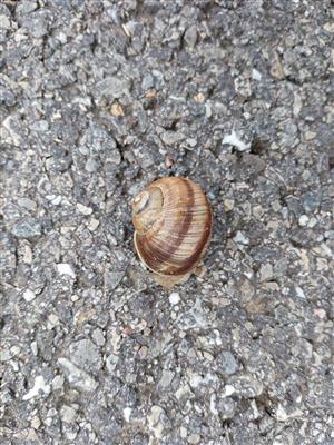 Helix pomatia - jedinec